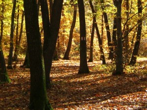 Az észlelőhelyre vezető turista-jelzés